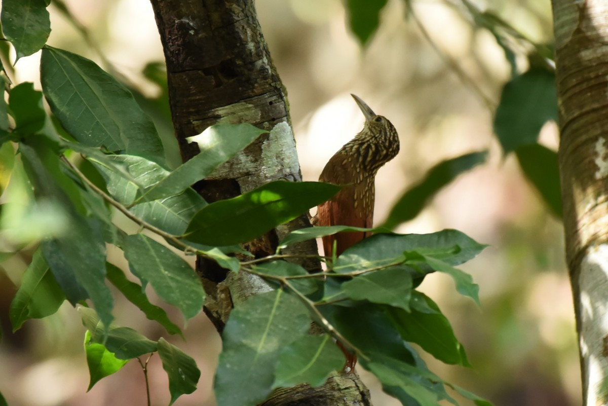 Ivory-billed Woodcreeper - ML619590654