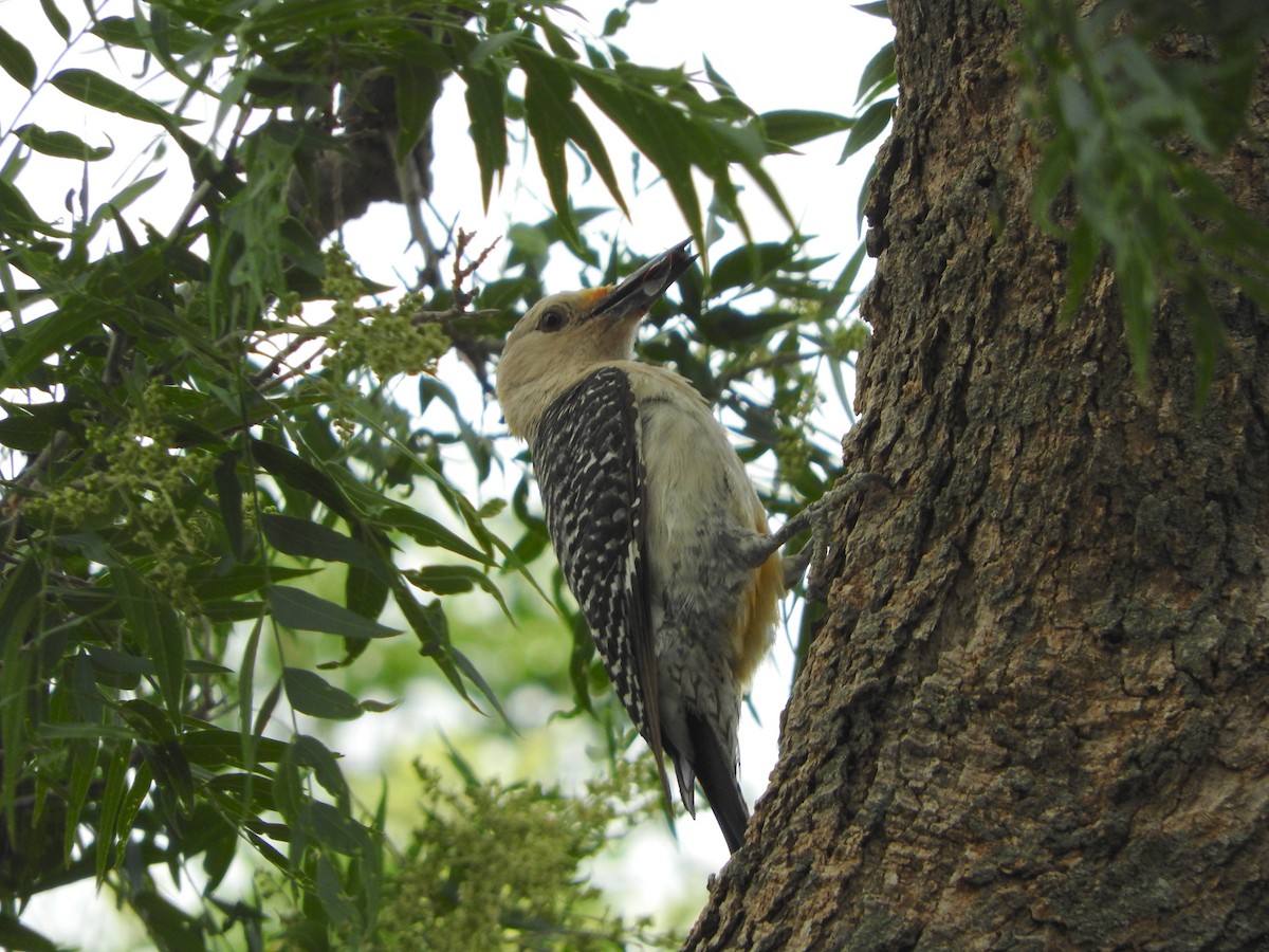 Golden-fronted Woodpecker - Karen Hardie