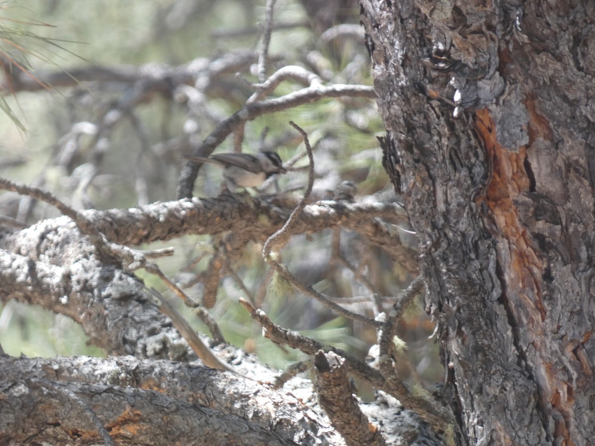 Mountain Chickadee - ML619590662