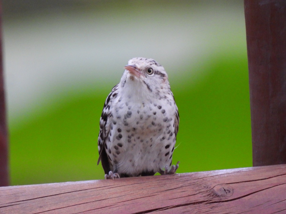 Stripe-backed Wren - Leandro Niebles Puello