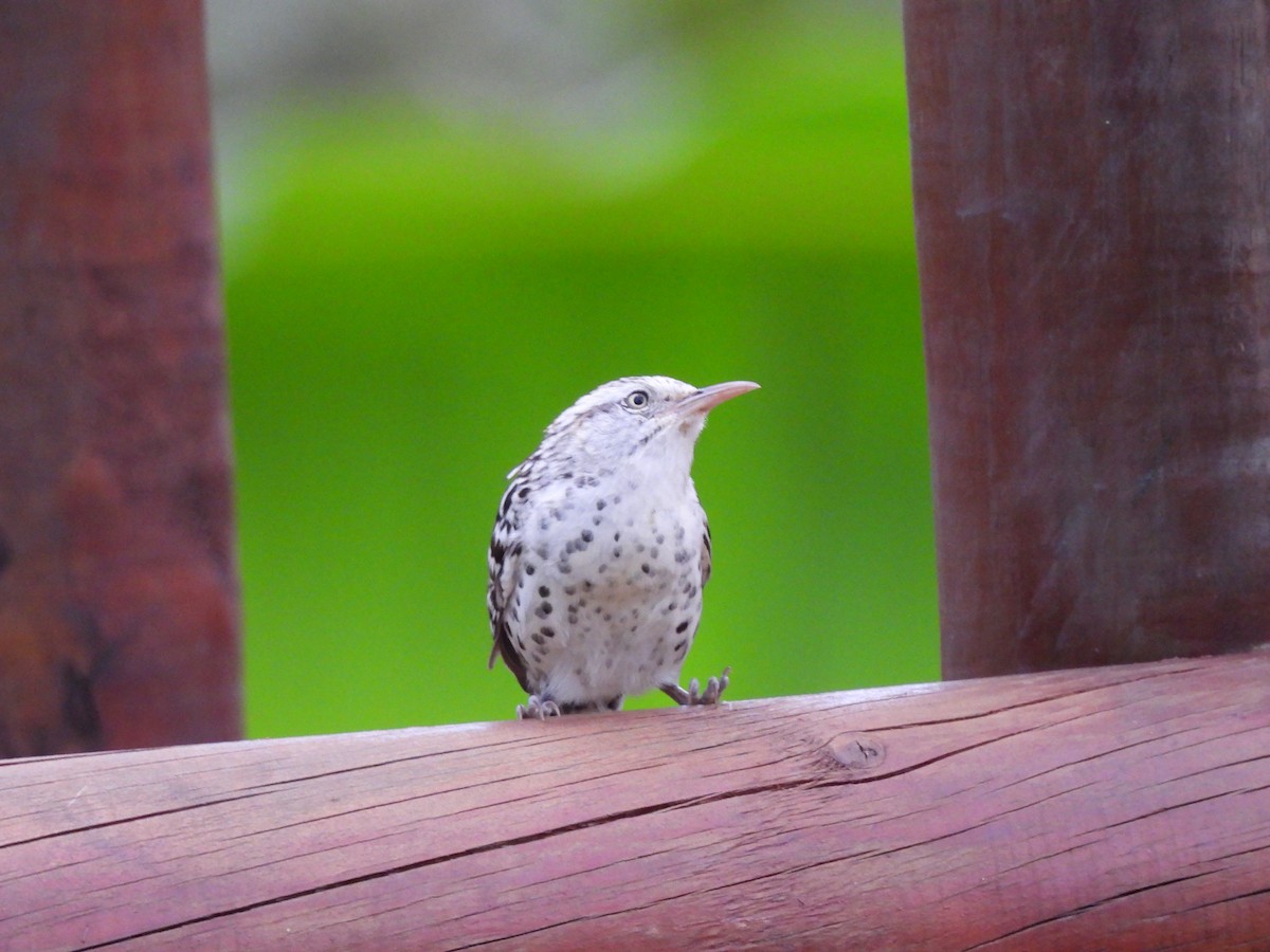 Stripe-backed Wren - Leandro Niebles Puello