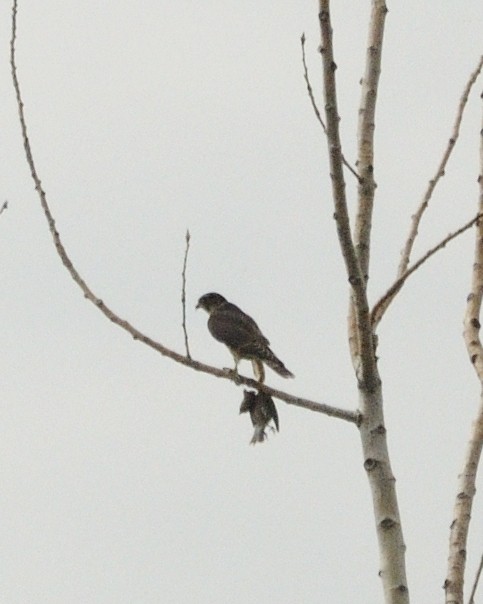 Peregrine Falcon - Guillaume Charette