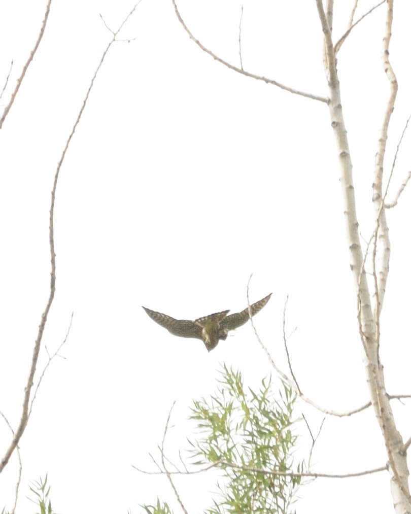 Peregrine Falcon - Guillaume Charette