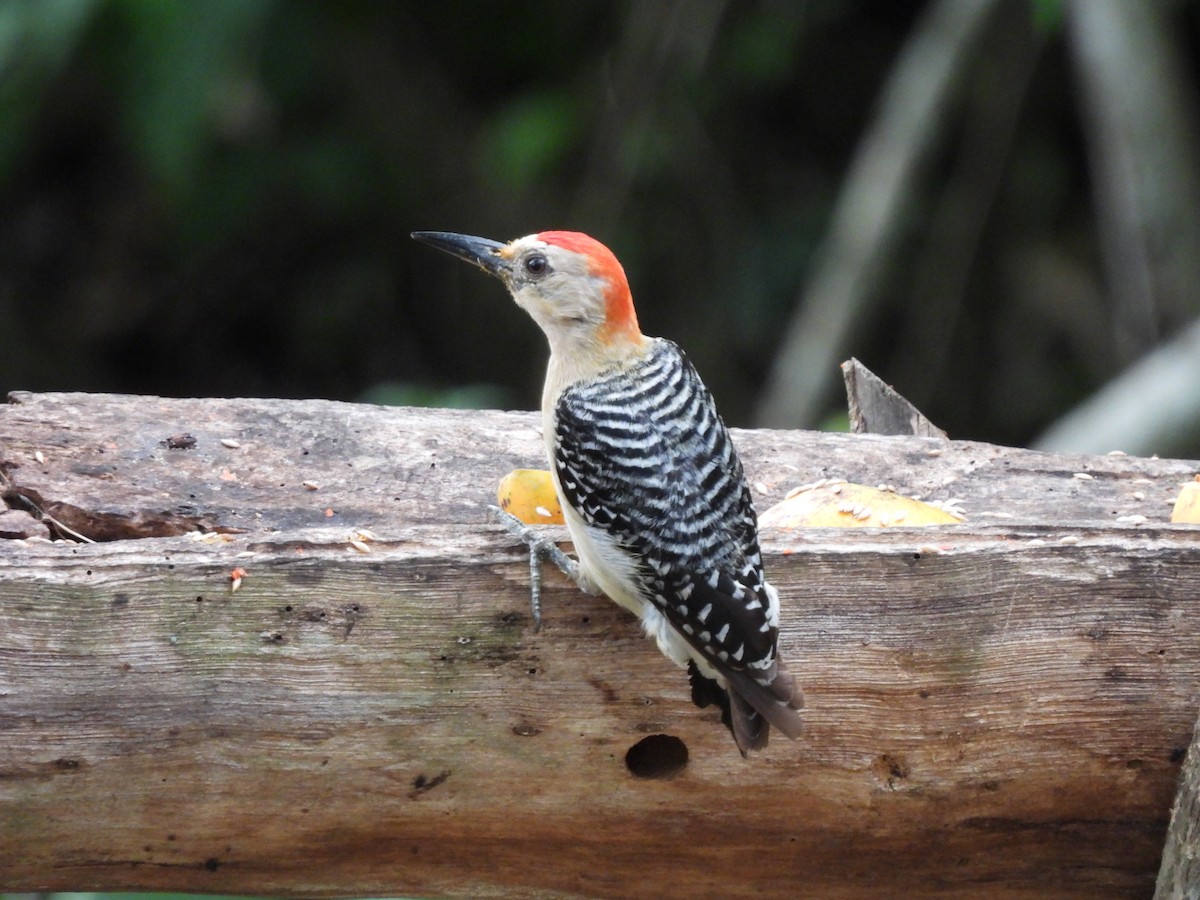 Red-crowned Woodpecker - Leandro Niebles Puello