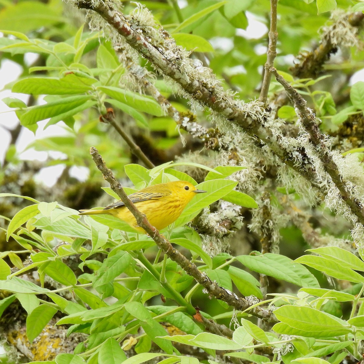 Paruline jaune - ML619590675