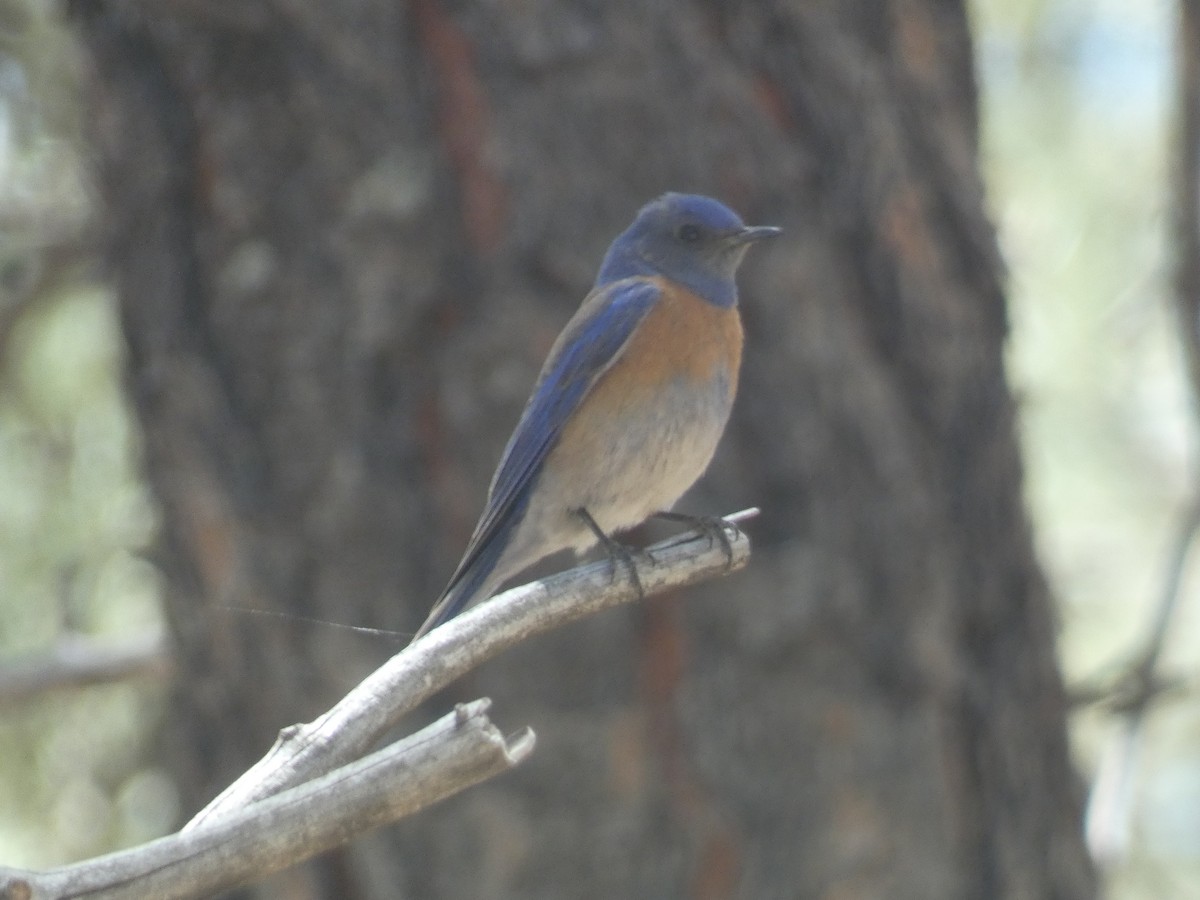 Western Bluebird - ML619590681