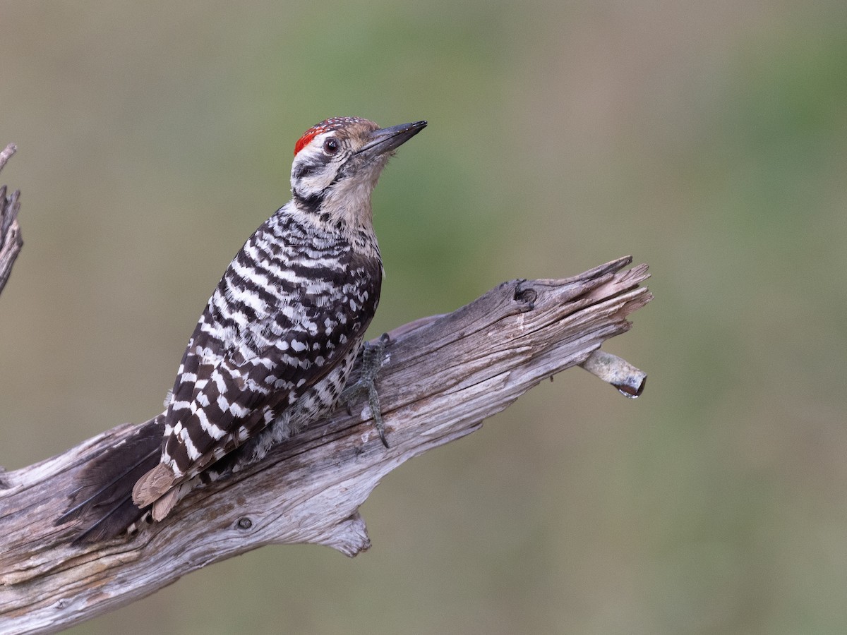 Ladder-backed Woodpecker - ML619590685