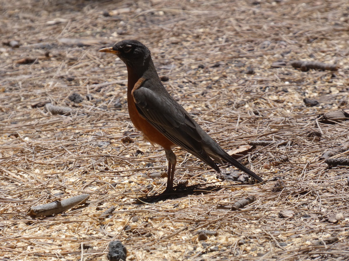 American Robin - Konstantin Iordanov