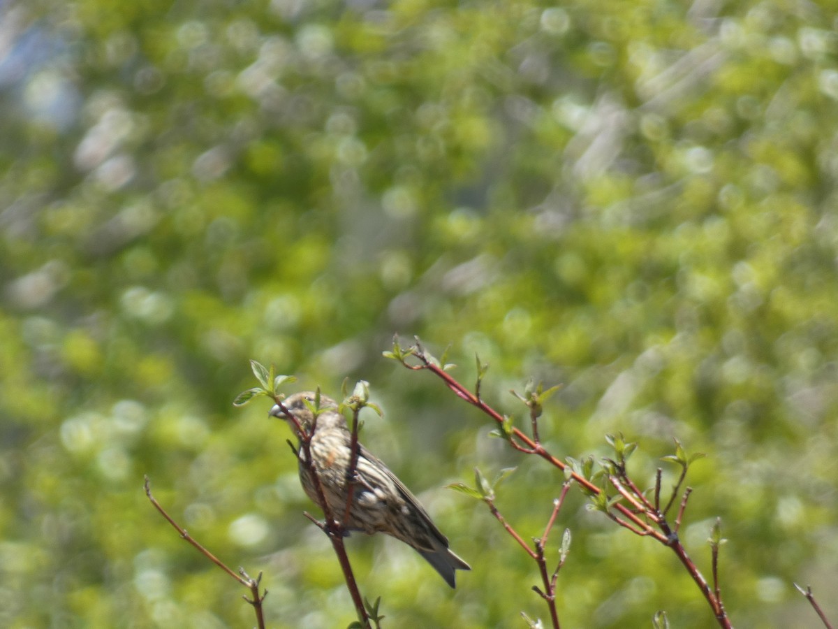 Red Crossbill - ML619590690