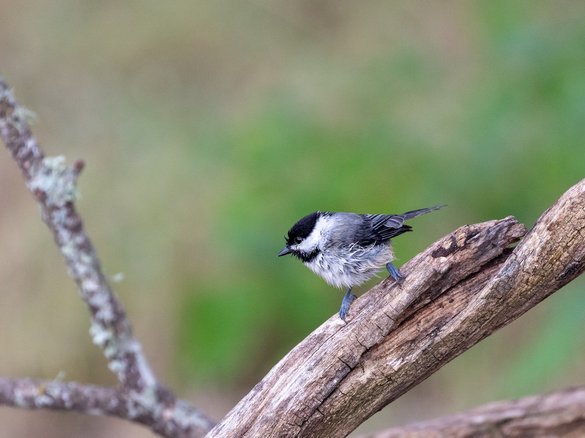 Carolina Chickadee - Gary Desormeaux