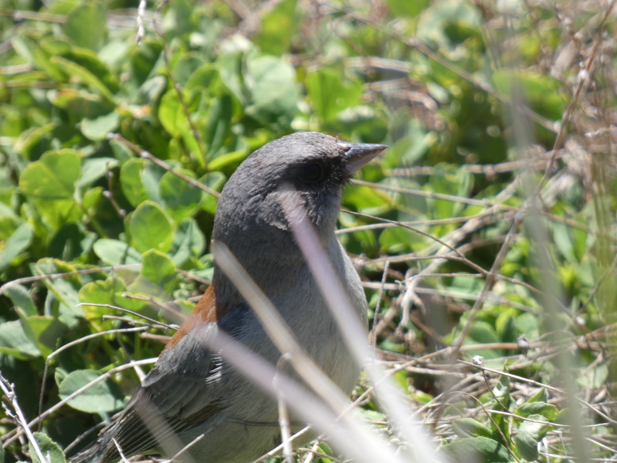 Junco Ojioscuro (dorsalis) - ML619590698