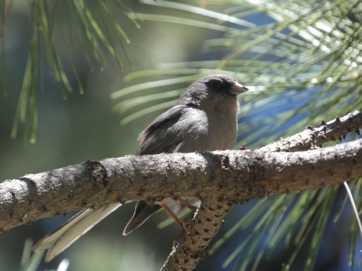 Junco Ojioscuro (dorsalis) - ML619590699