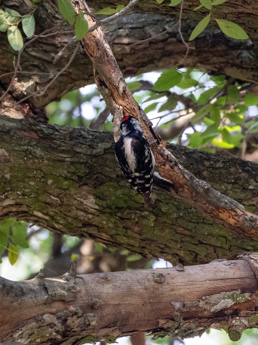 Downy Woodpecker - Gary Desormeaux