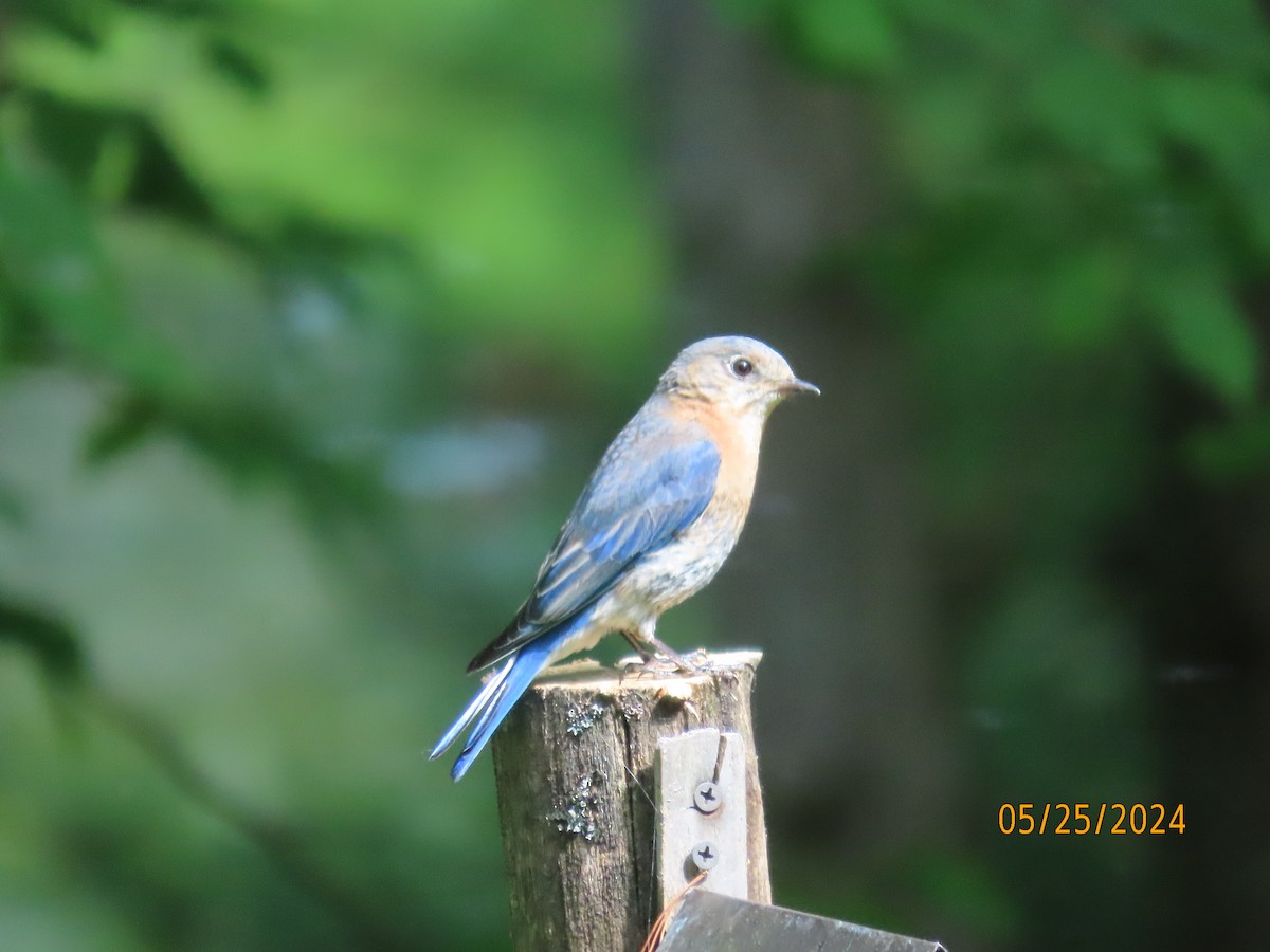 Eastern Bluebird - Deborah Lauper