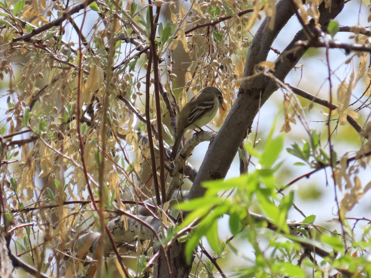 Least Flycatcher - Alex Grant