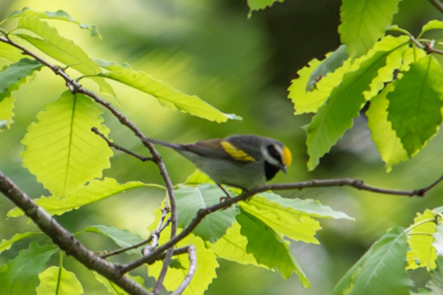 Golden-winged Warbler - Yixiao Liu