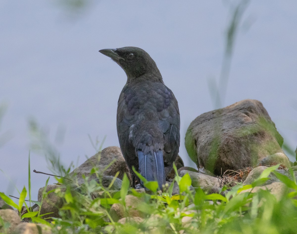 Common Grackle - MCHL ____