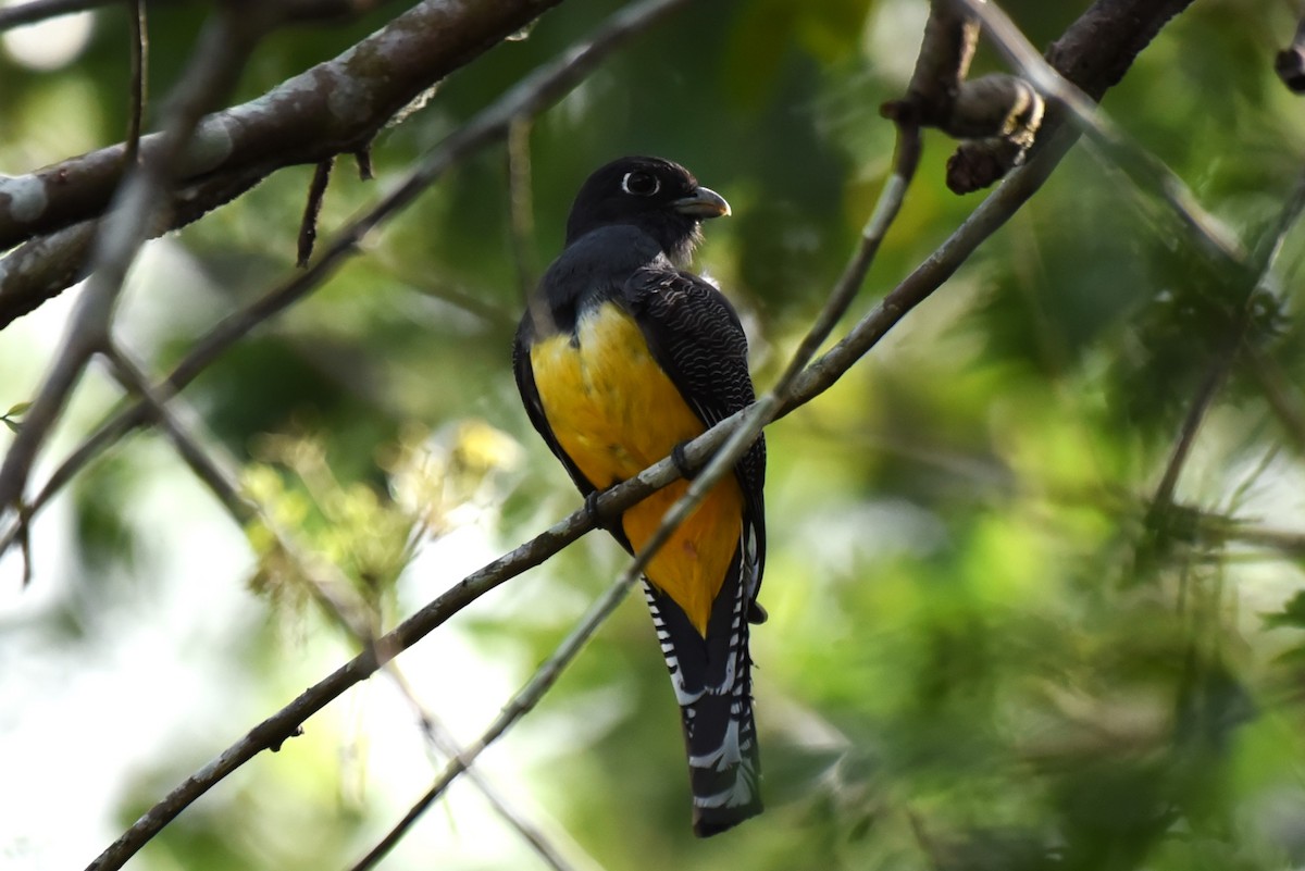 Gartered Trogon - Bruce Mast