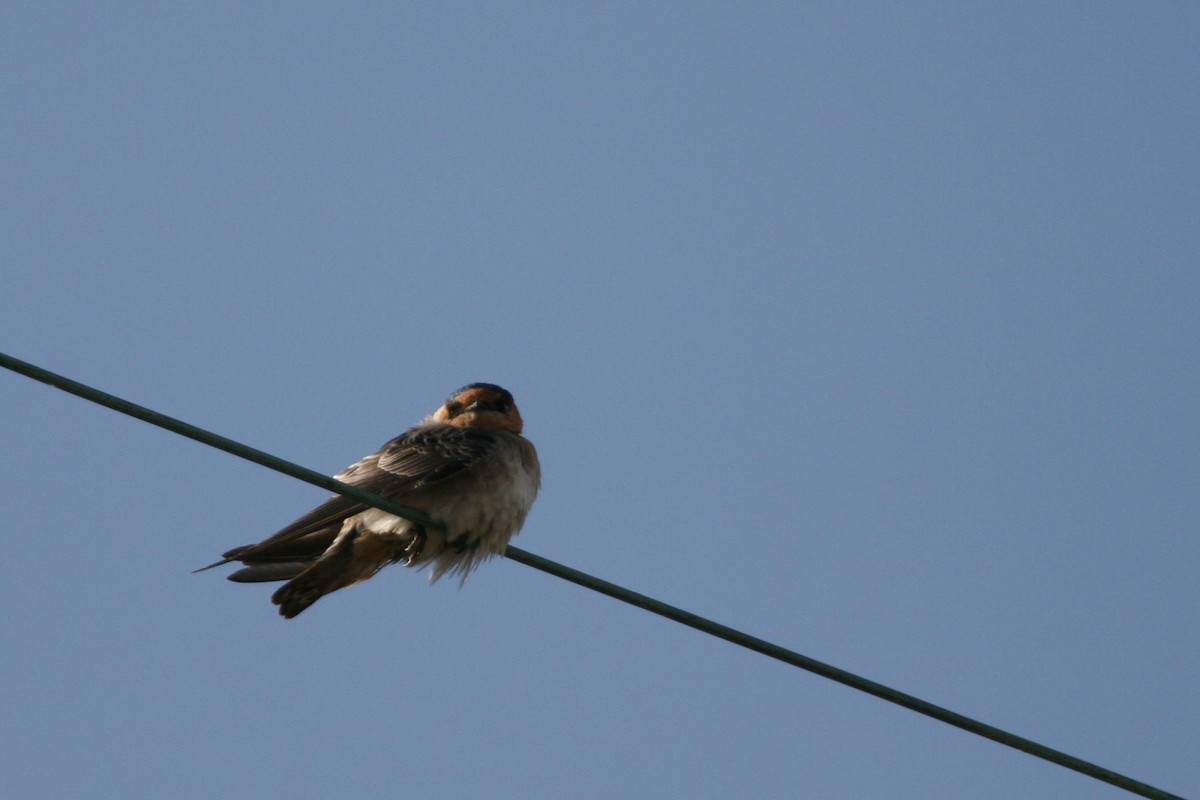 Cave Swallow - Andy Dettling