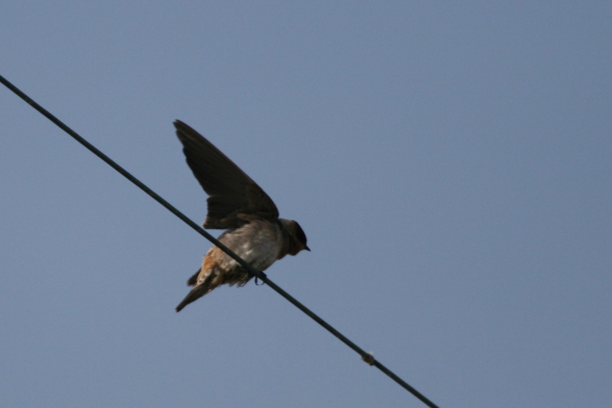 Cave Swallow - Andy Dettling