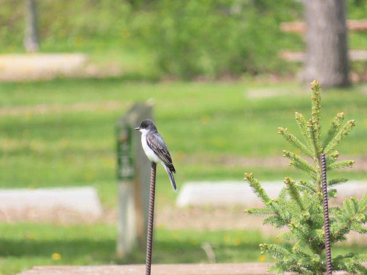 Eastern Kingbird - Alex Grant