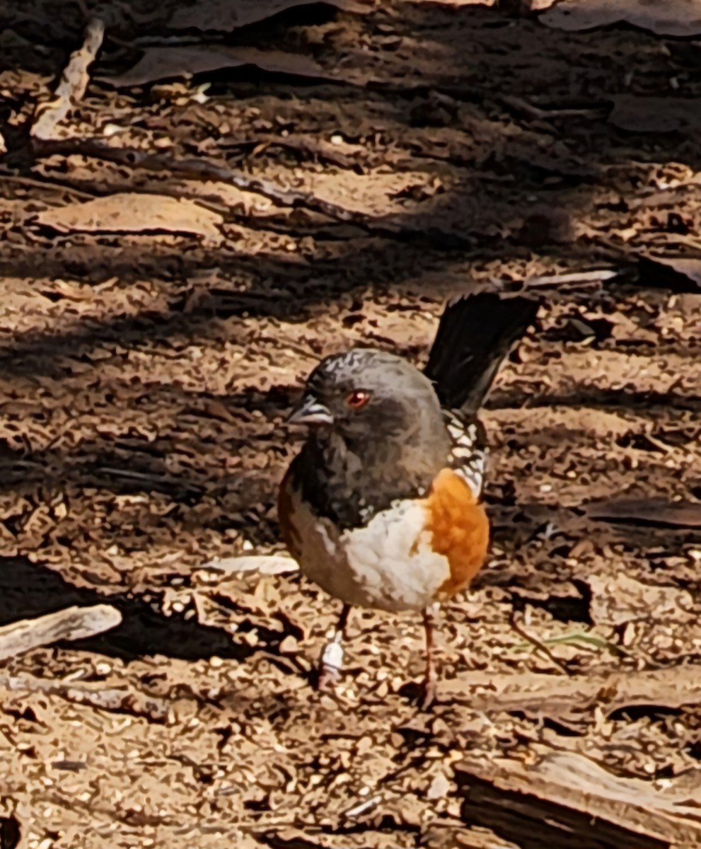 Spotted Towhee - Nancy Cox