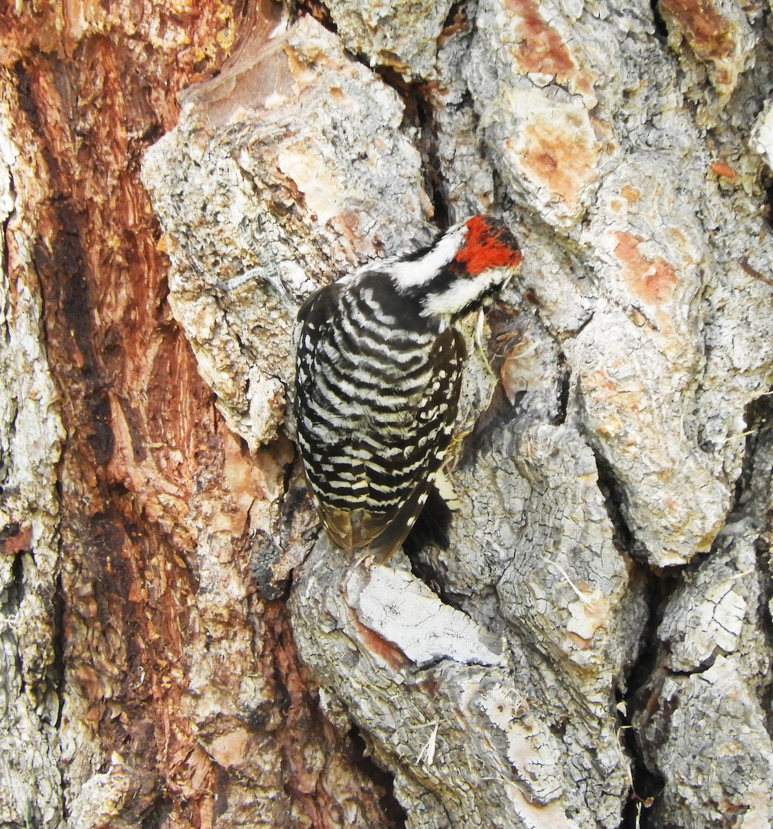 Ladder-backed Woodpecker - Becky Kitto