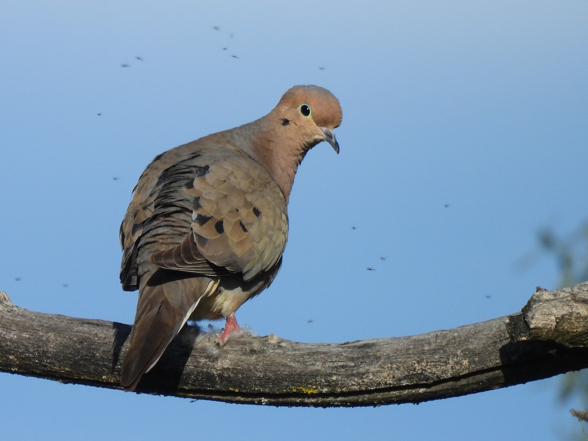 Mourning Dove - Brittany Miller