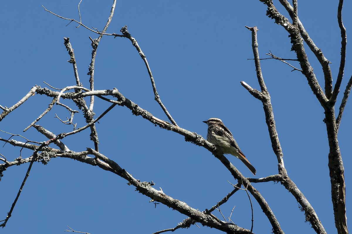 Variegated Flycatcher - Silvio Montani