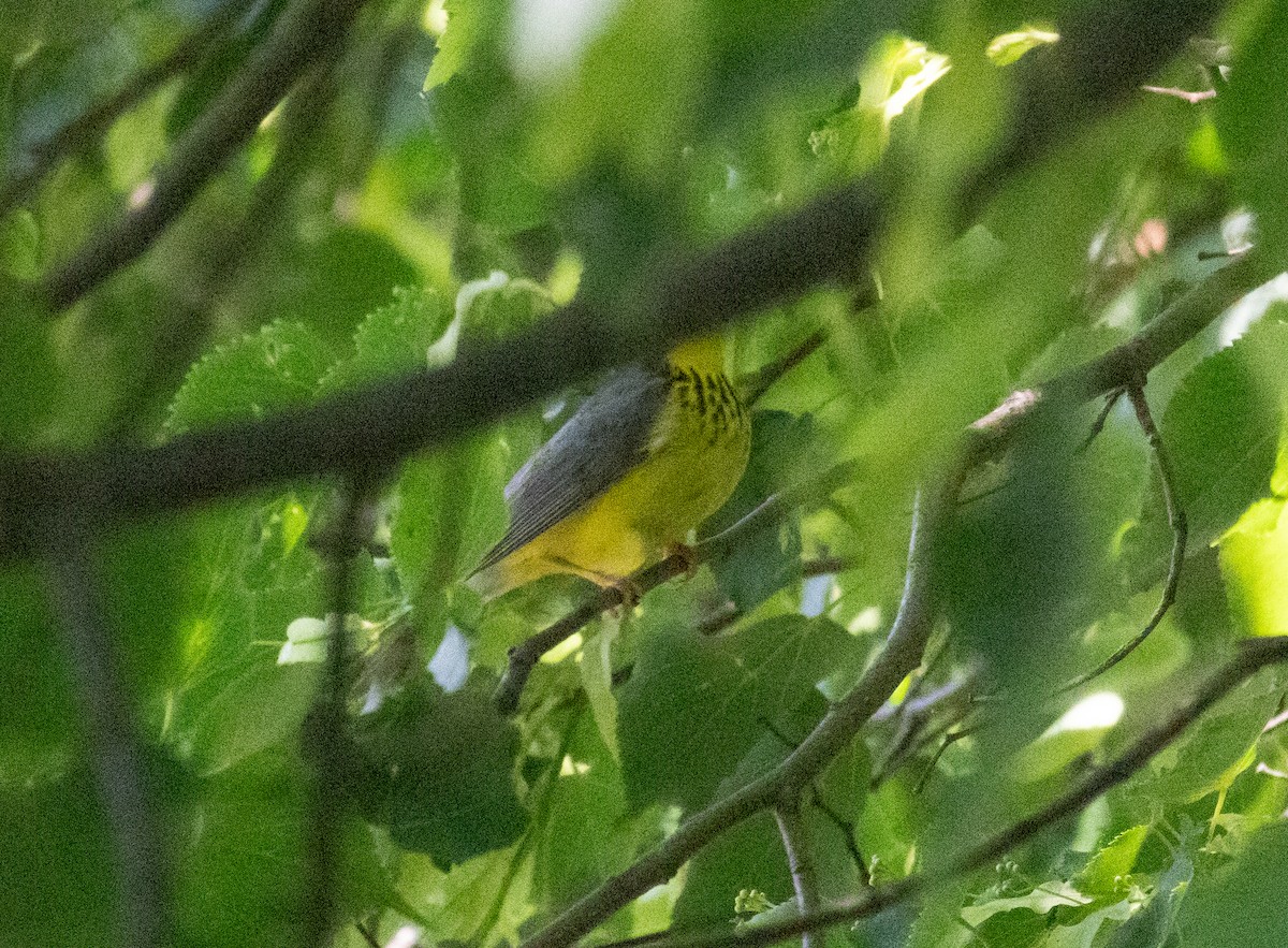 Canada Warbler - MCHL ____