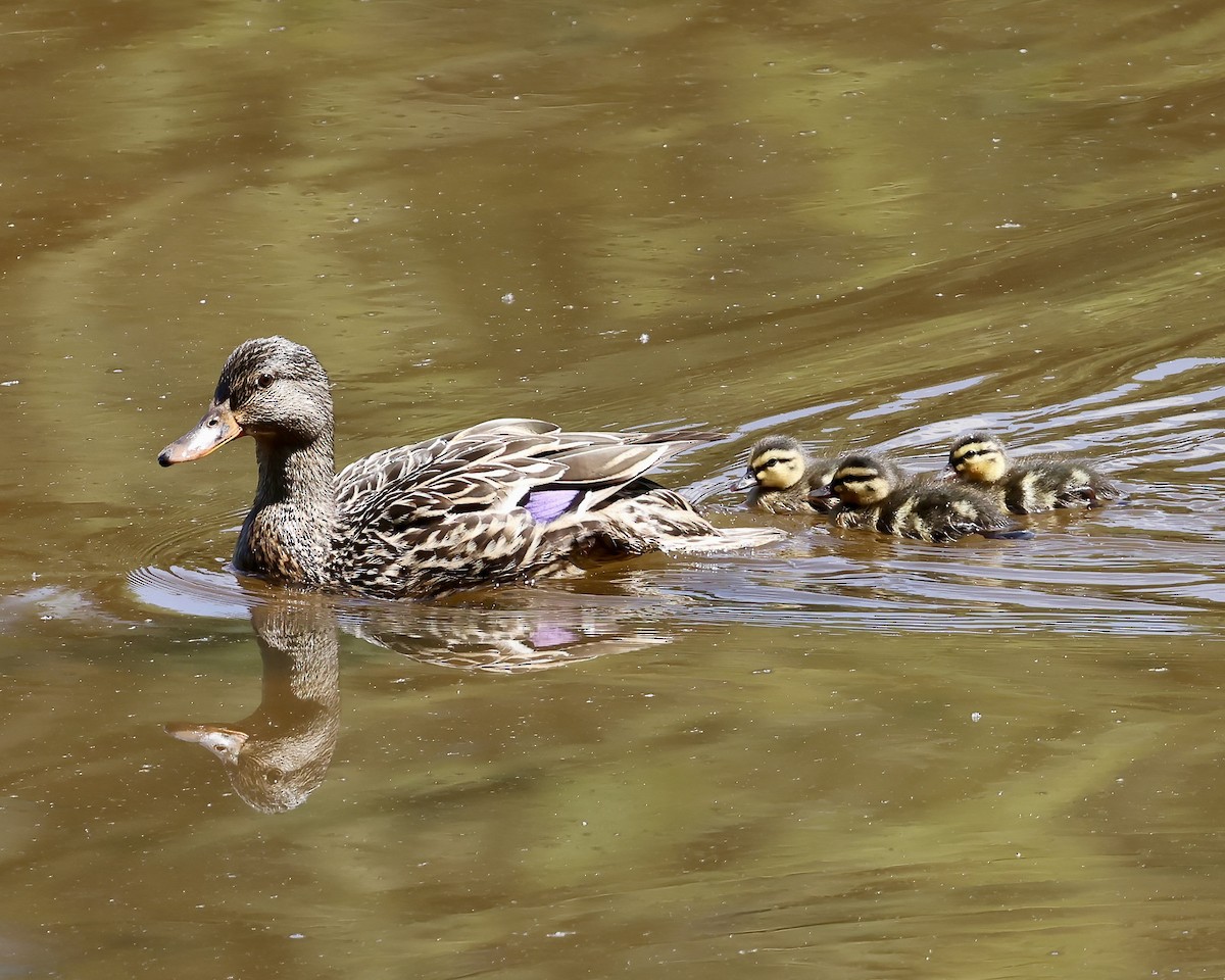 Mallard - ML619590752