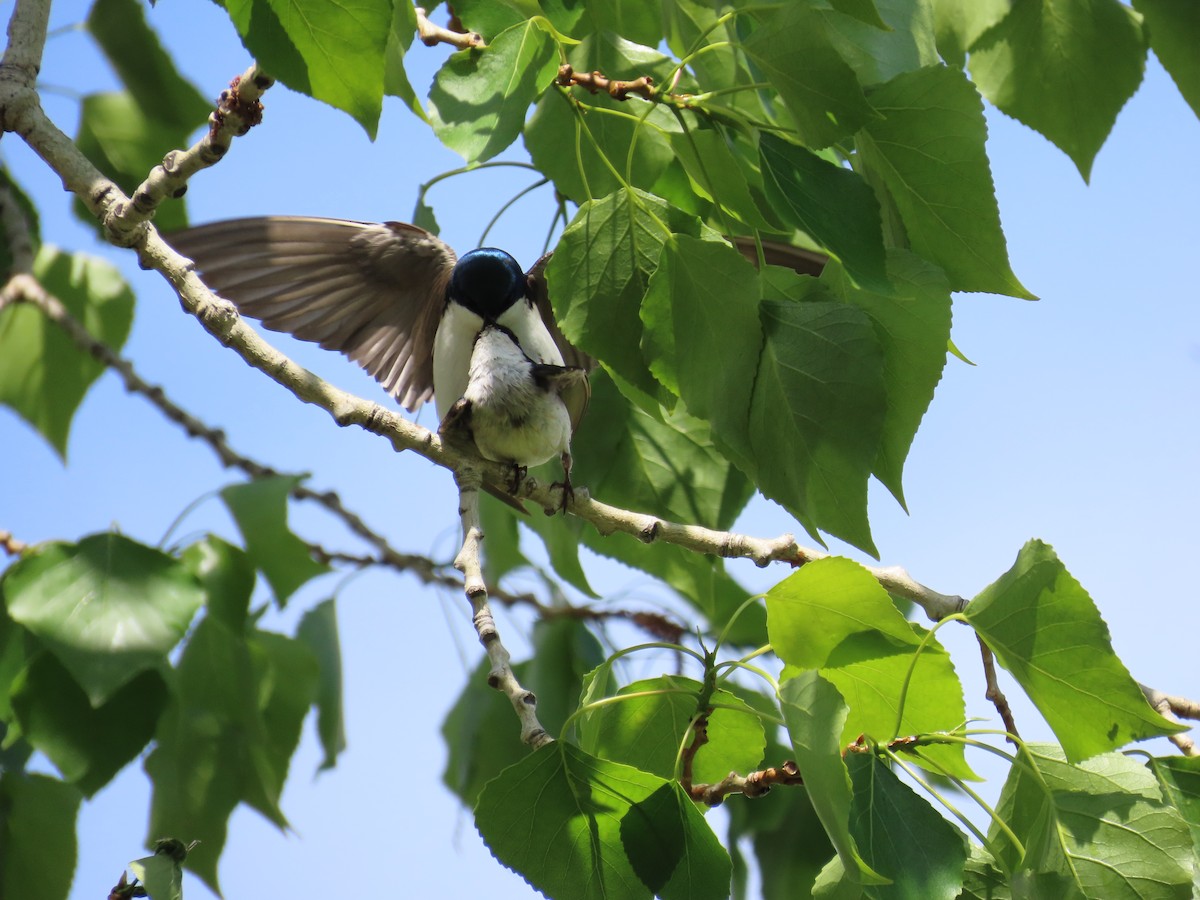 Tree Swallow - ML619590753