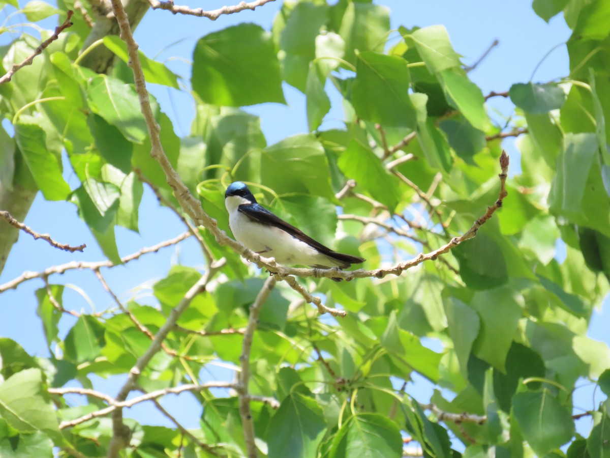 Tree Swallow - ML619590754