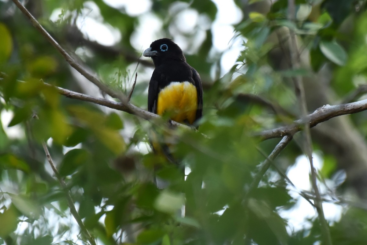 Black-headed Trogon - Bruce Mast