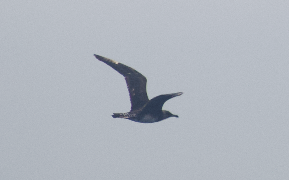 Pomarine Jaeger - Andy McGeoch 🦆