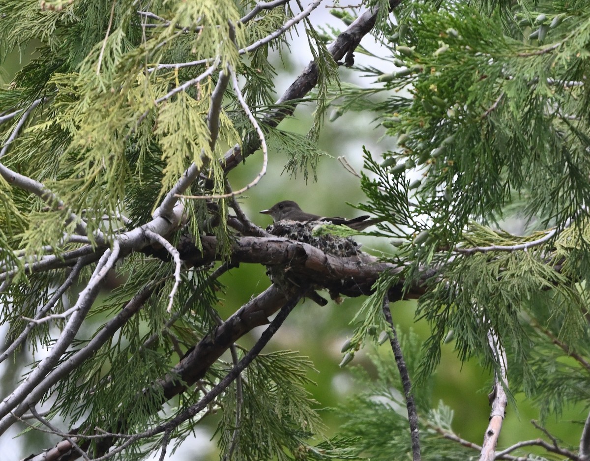 Western Wood-Pewee - Tim Kashuba