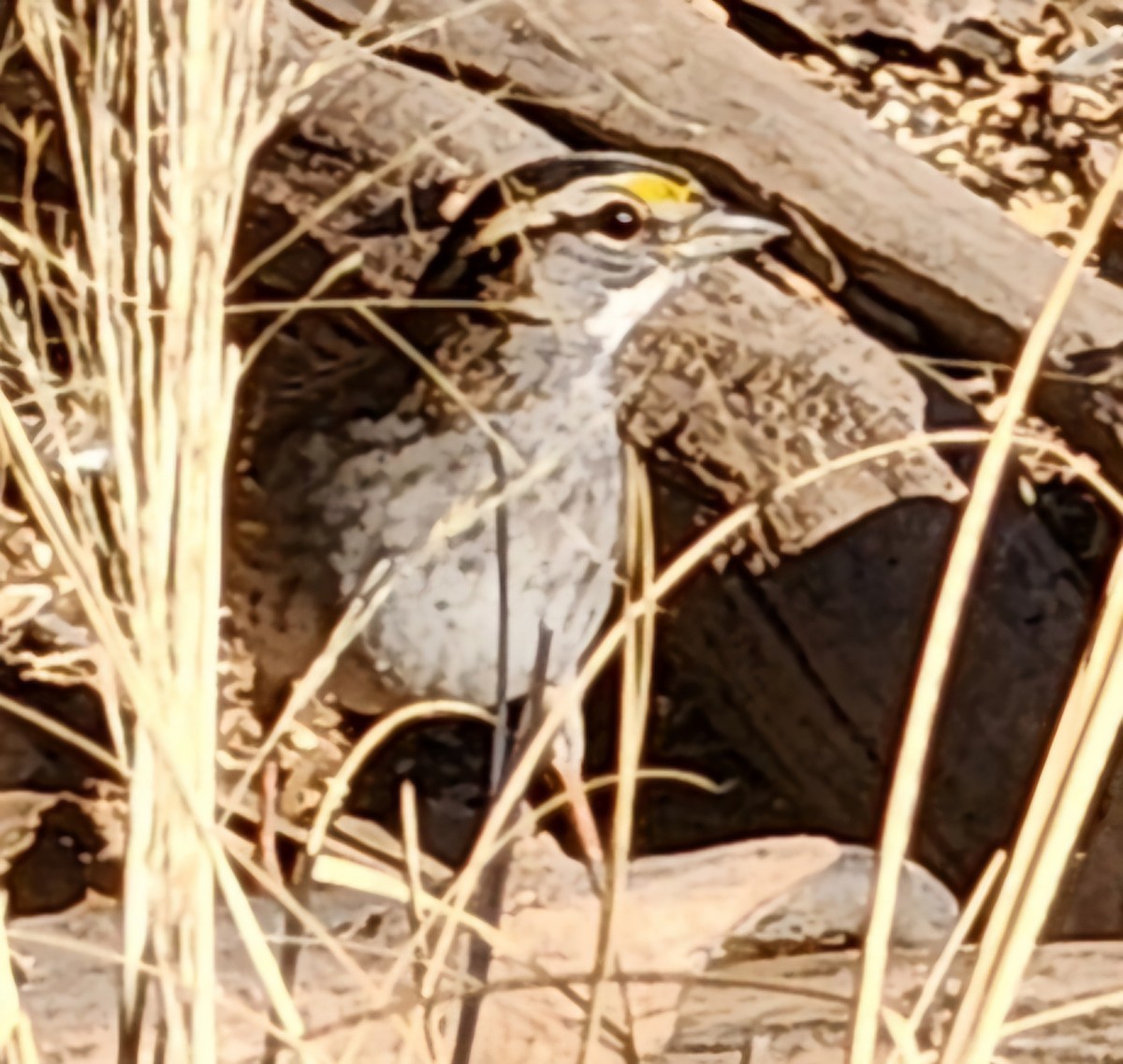 White-throated Sparrow - Nancy Cox