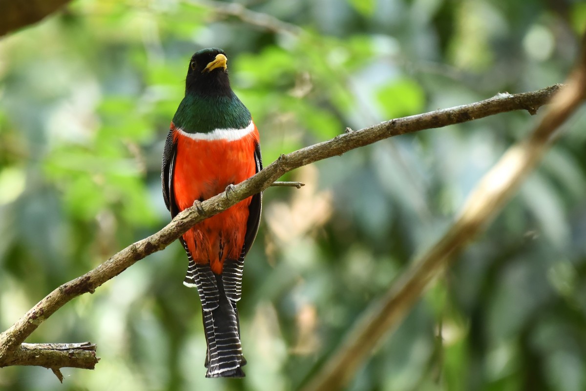 Collared Trogon - Bruce Mast