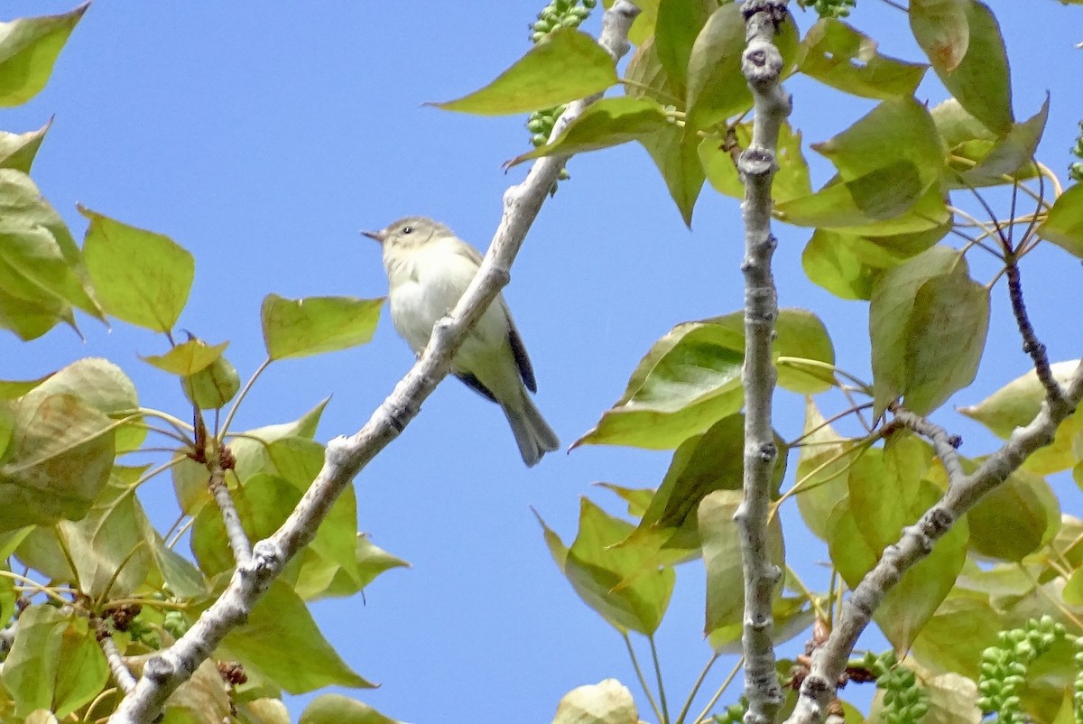 Warbling Vireo - John Winton