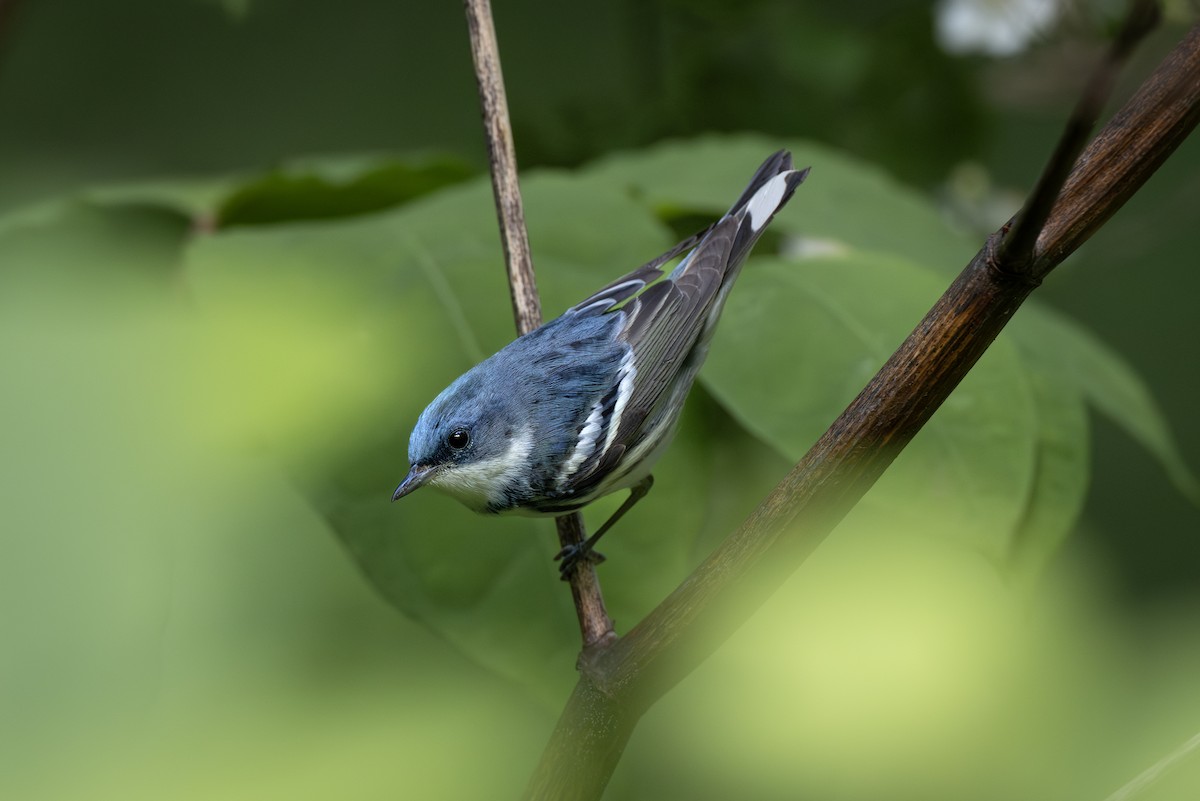 Cerulean Warbler - Chris Burney