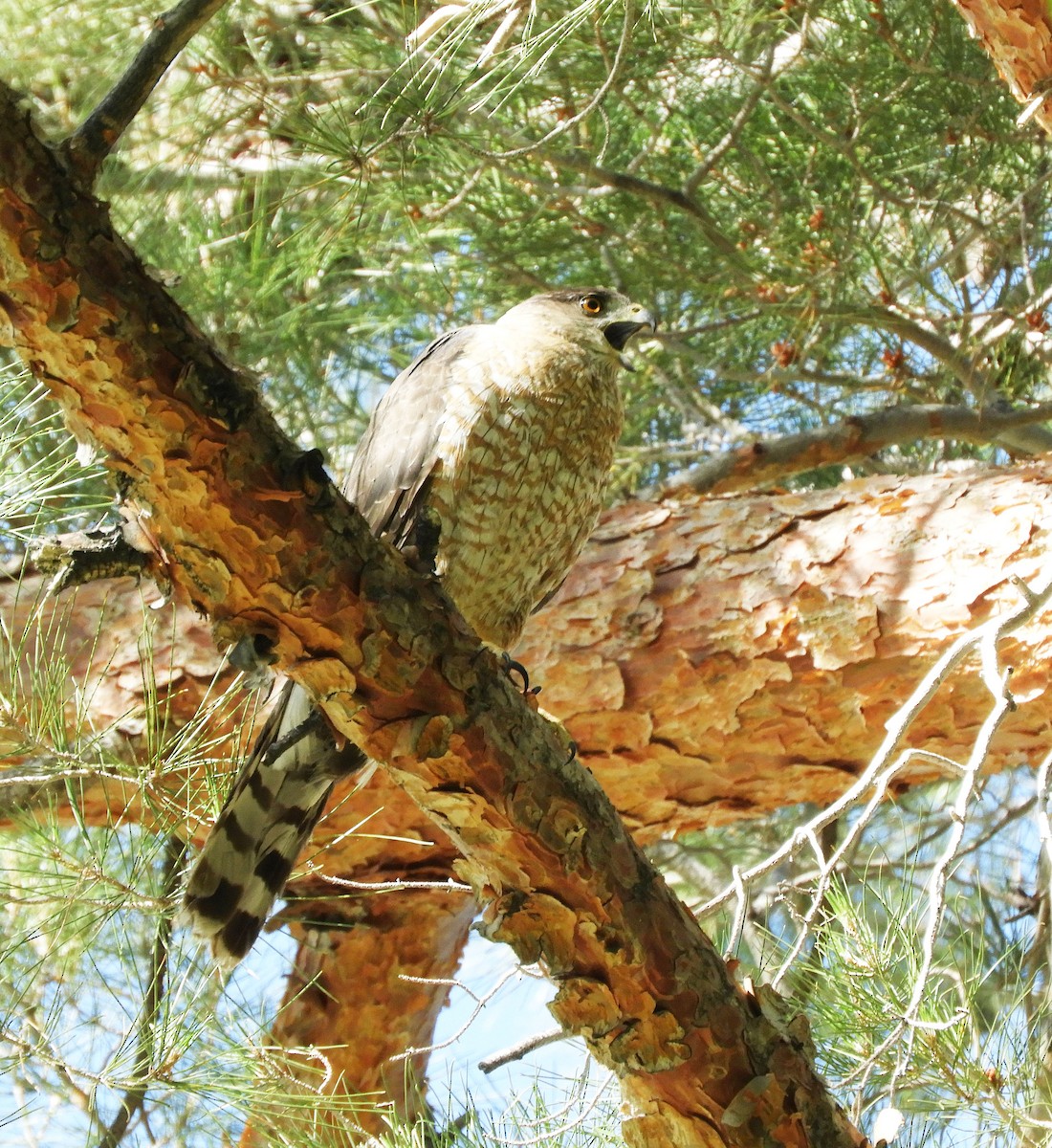 Cooper's Hawk - Becky Kitto