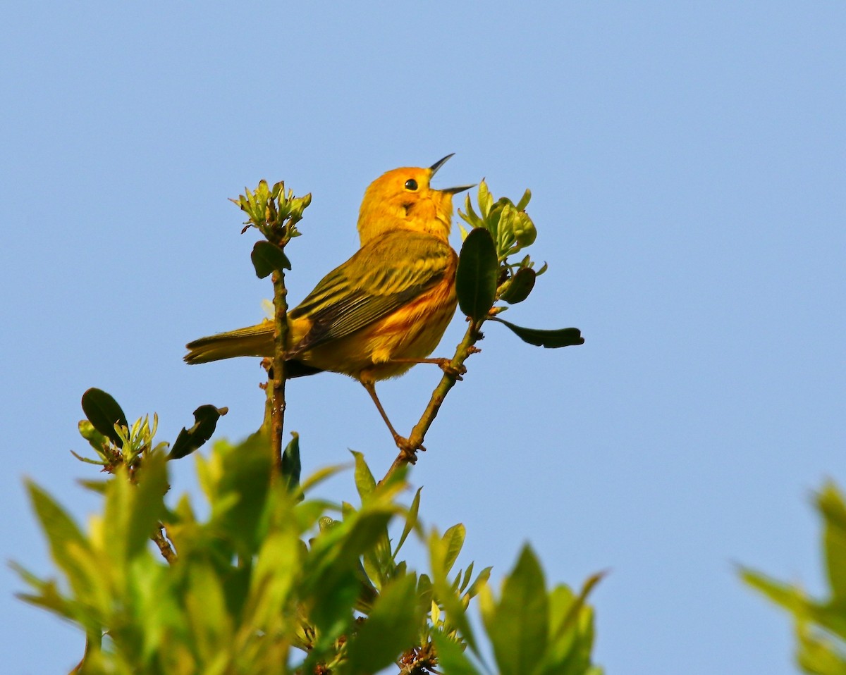 Yellow Warbler - Aidan Griffiths