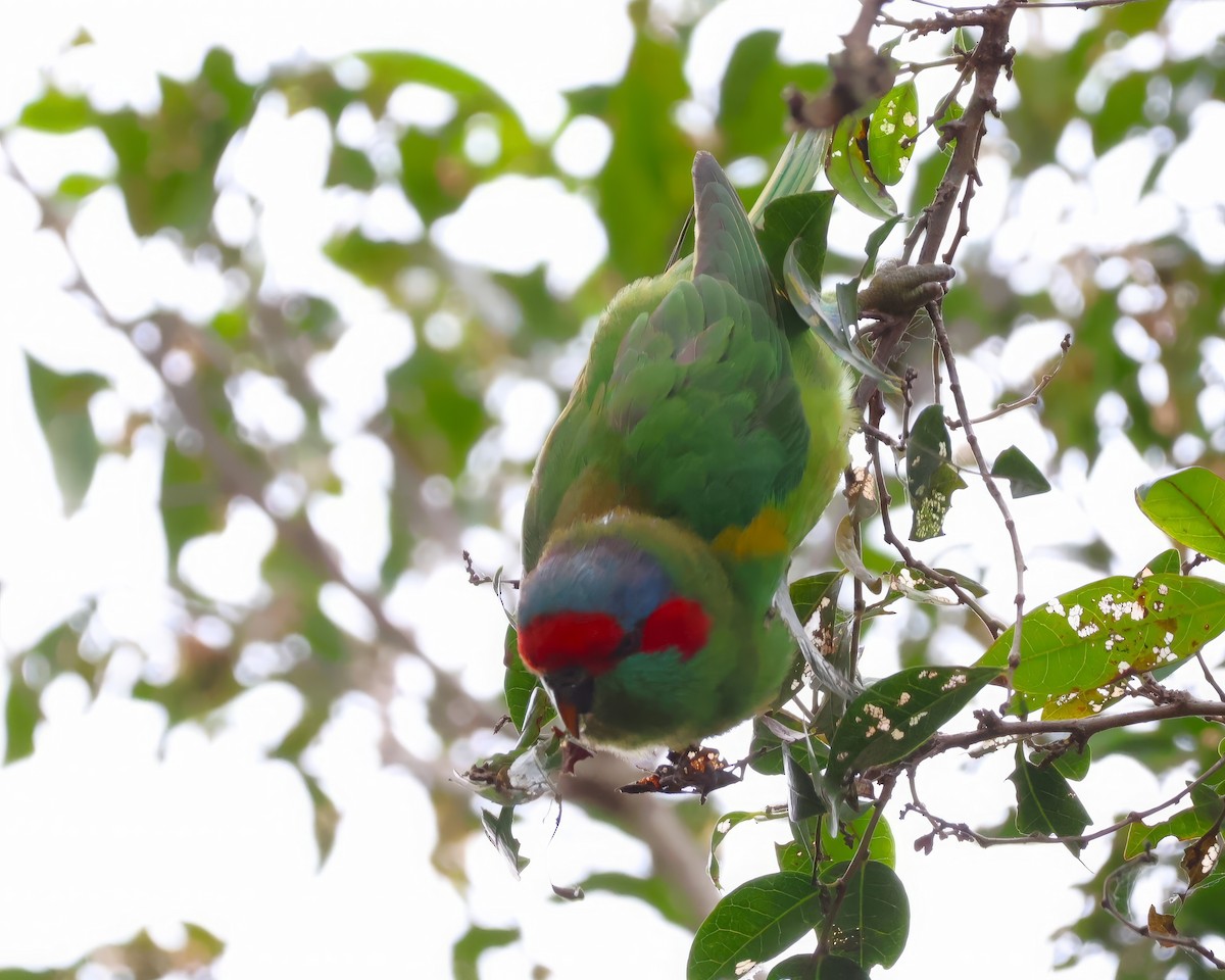 Musk Lorikeet - Heather Williams