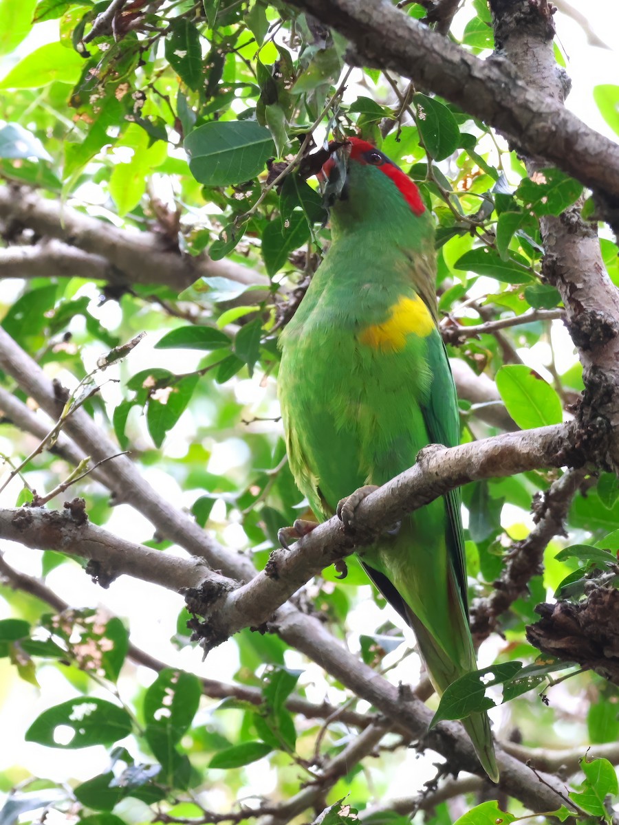 Musk Lorikeet - ML619590806