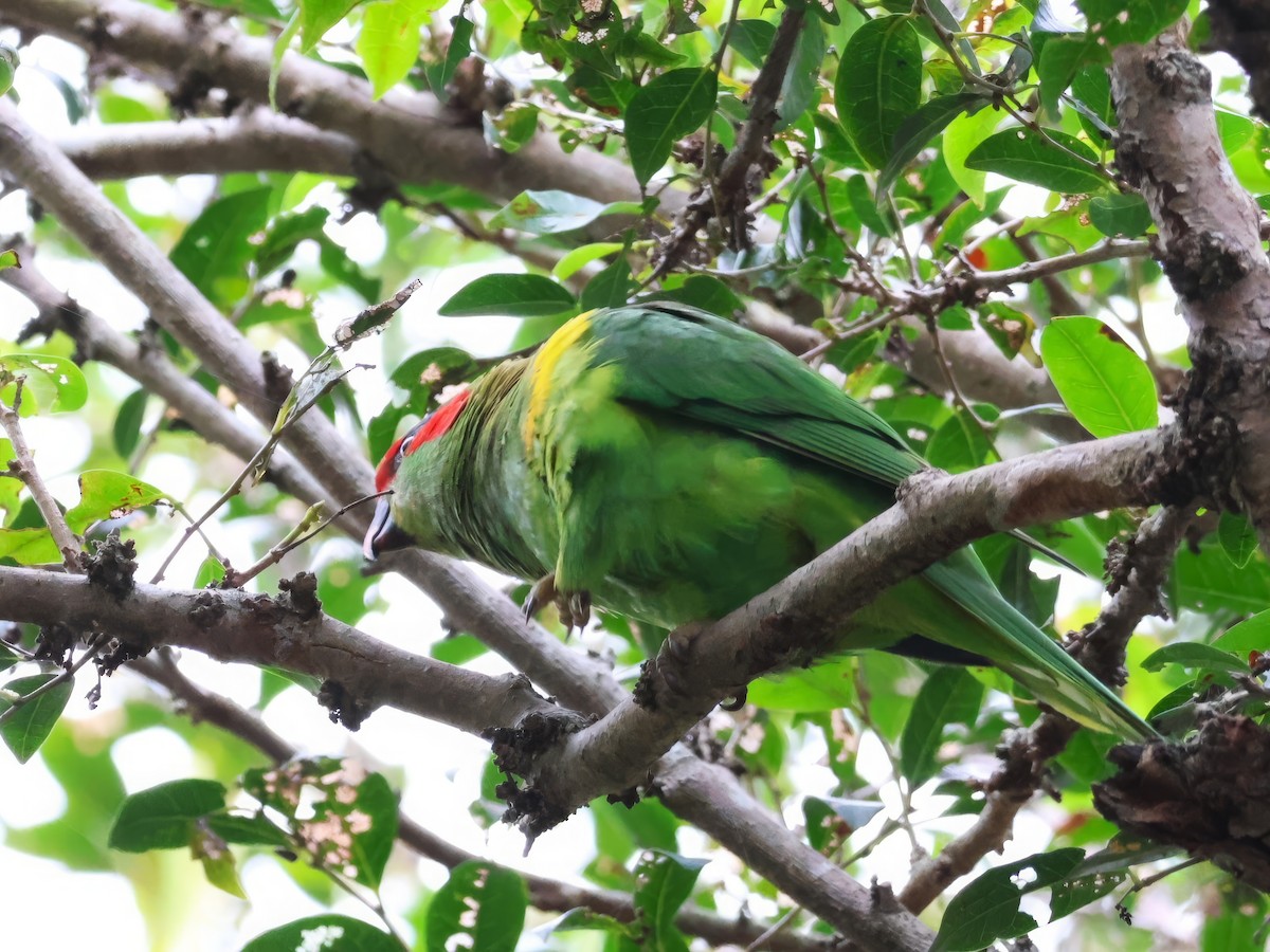 Musk Lorikeet - ML619590807