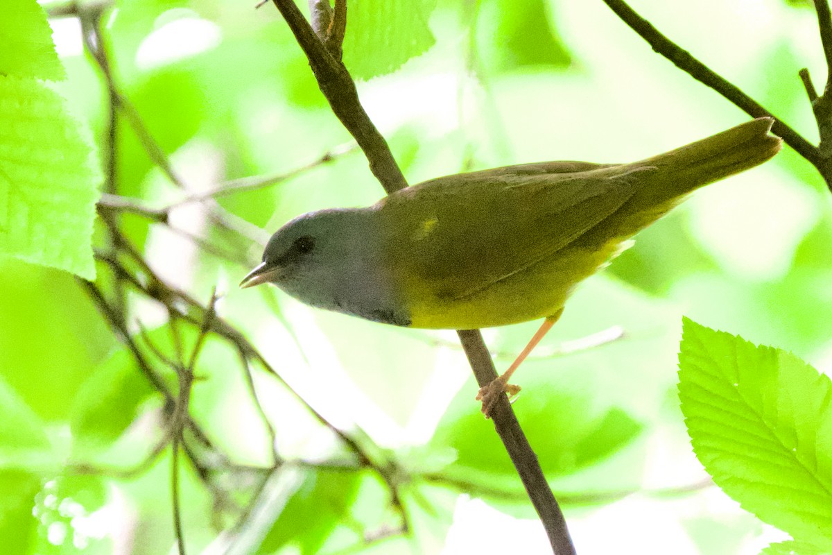 Graukopf-Waldsänger - ML619590809