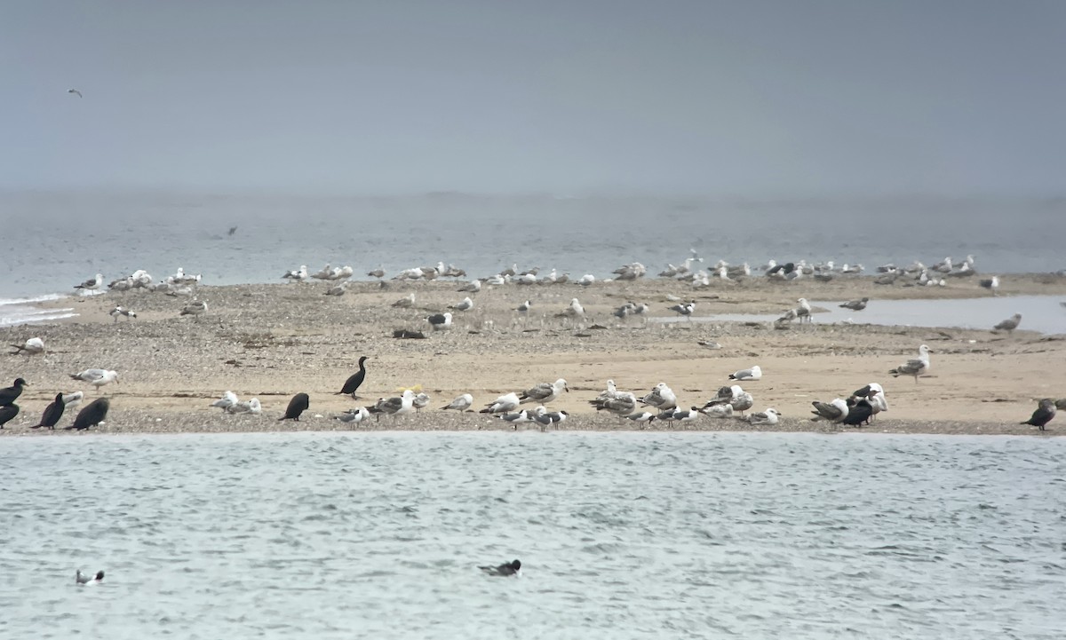 Laughing Gull - Ben Shamgochian