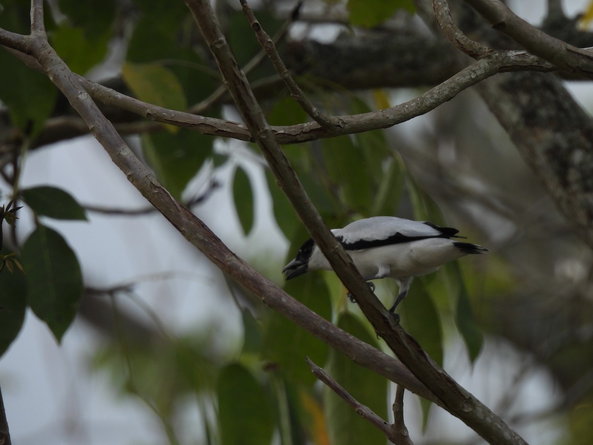 Black-crowned Tityra - Leandro Niebles Puello