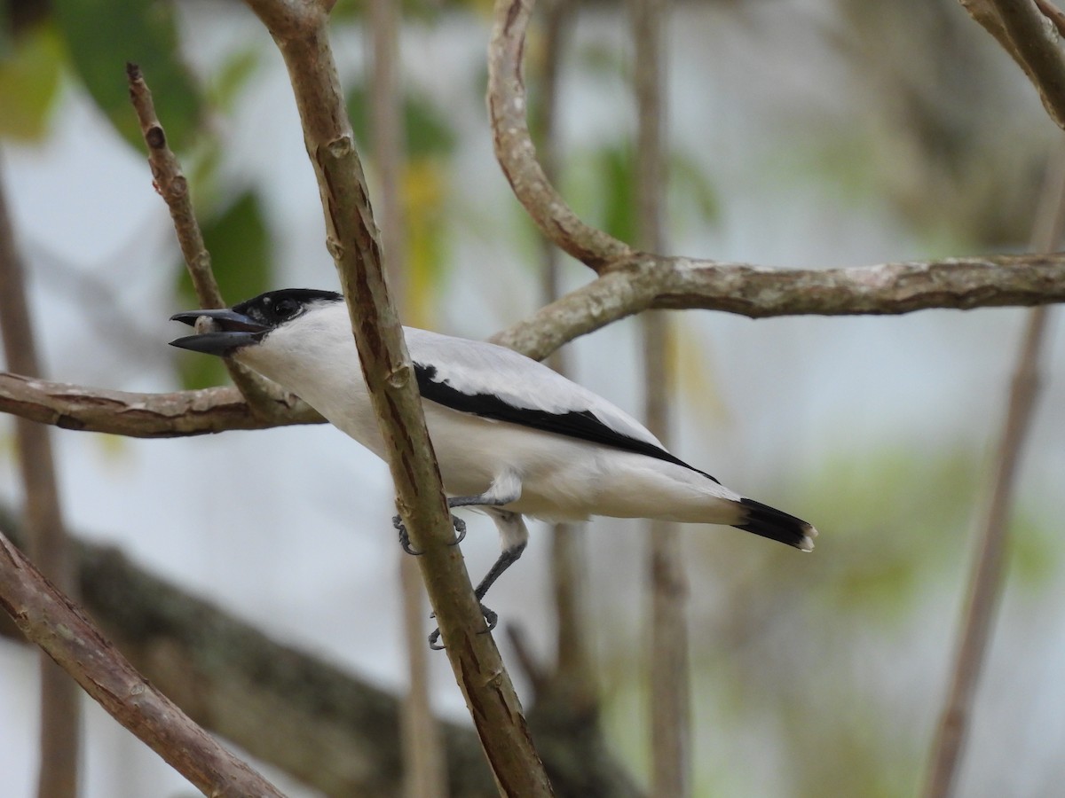 Black-crowned Tityra - Leandro Niebles Puello