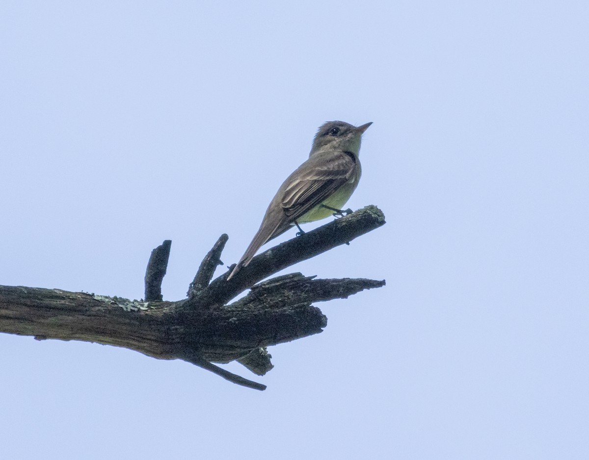 Eastern Wood-Pewee - MCHL ____